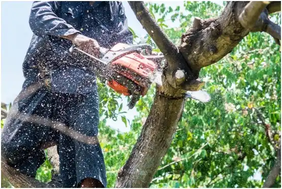 tree services Wounded Knee